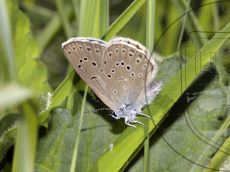 Голубянка-алькон_имаго